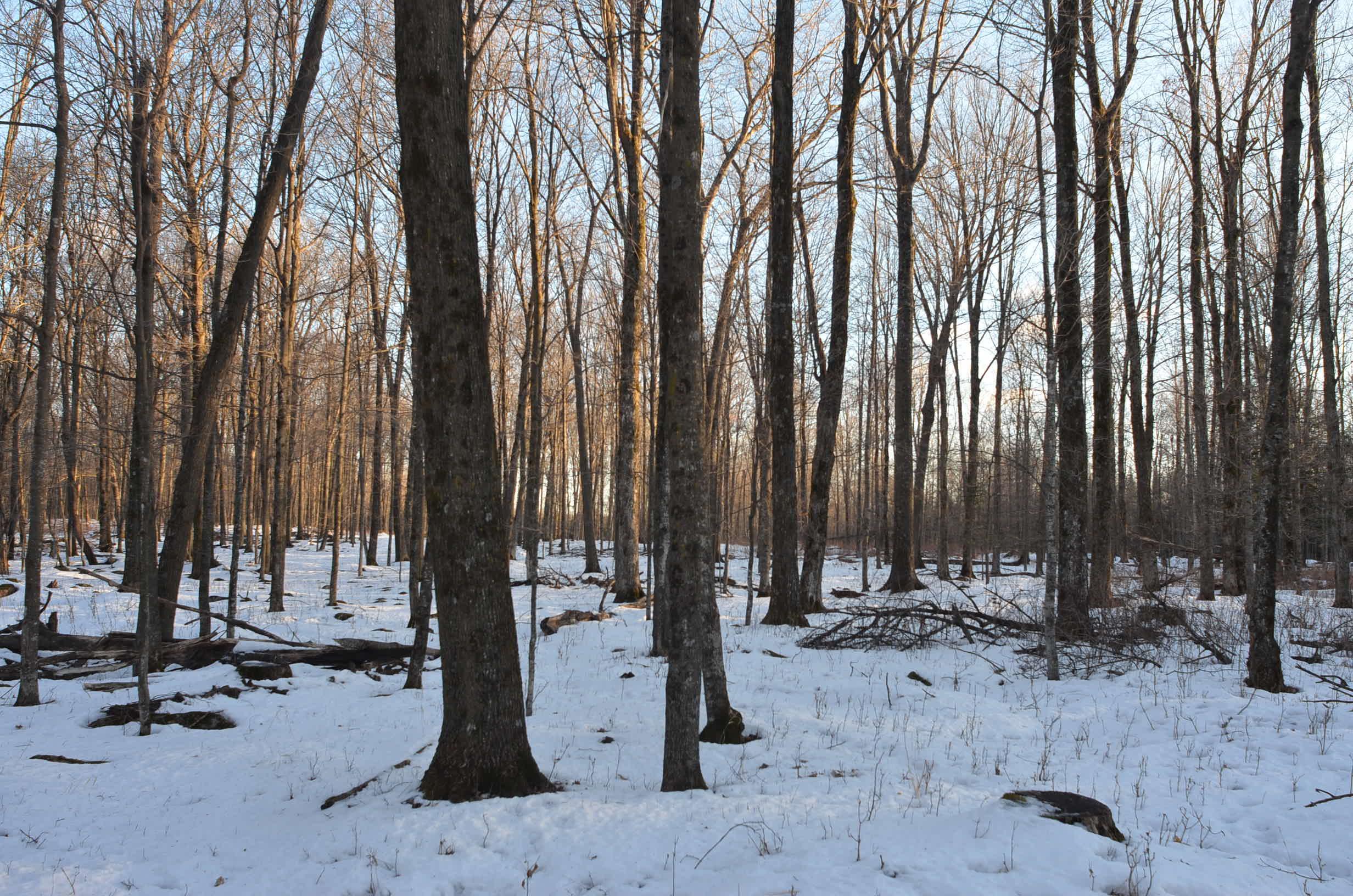 N3353 Comet Road Tigerton, WI 54486 - Photo 25 of 89