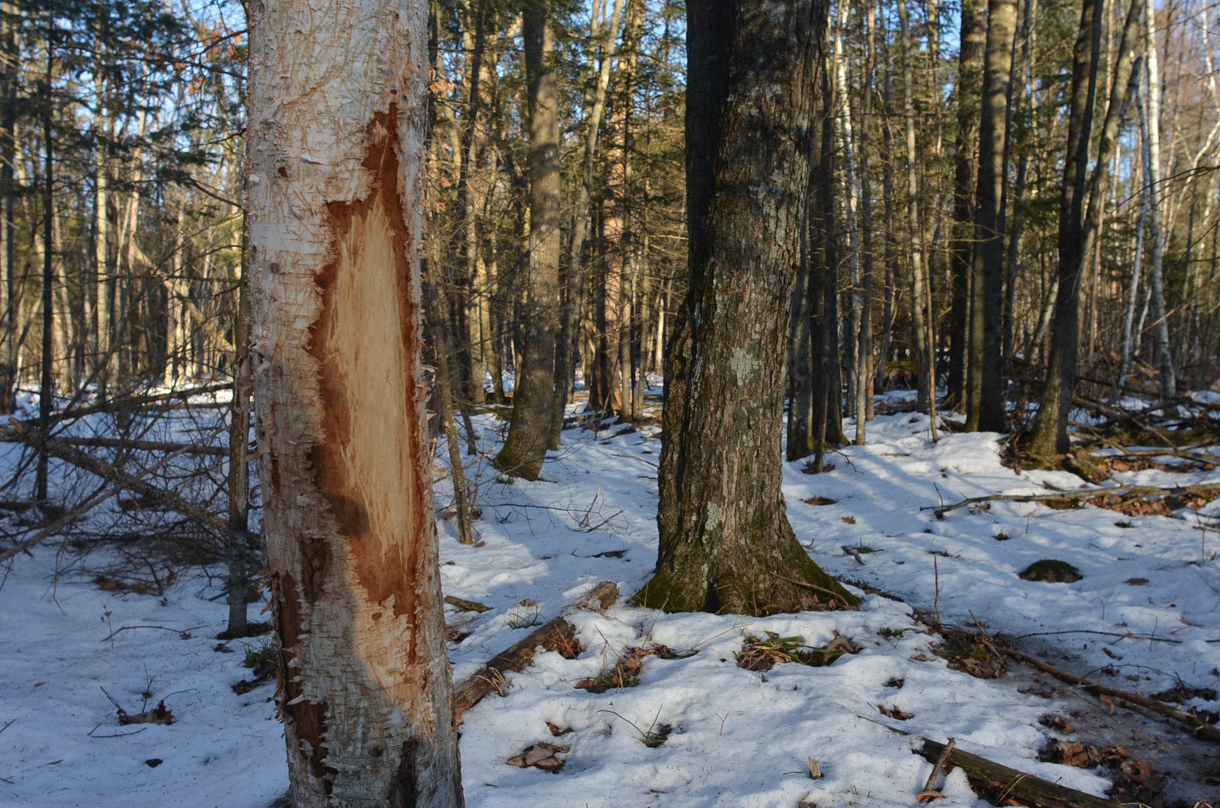 N3353 Comet Road Tigerton, WI 54486 - Photo 4 of 89