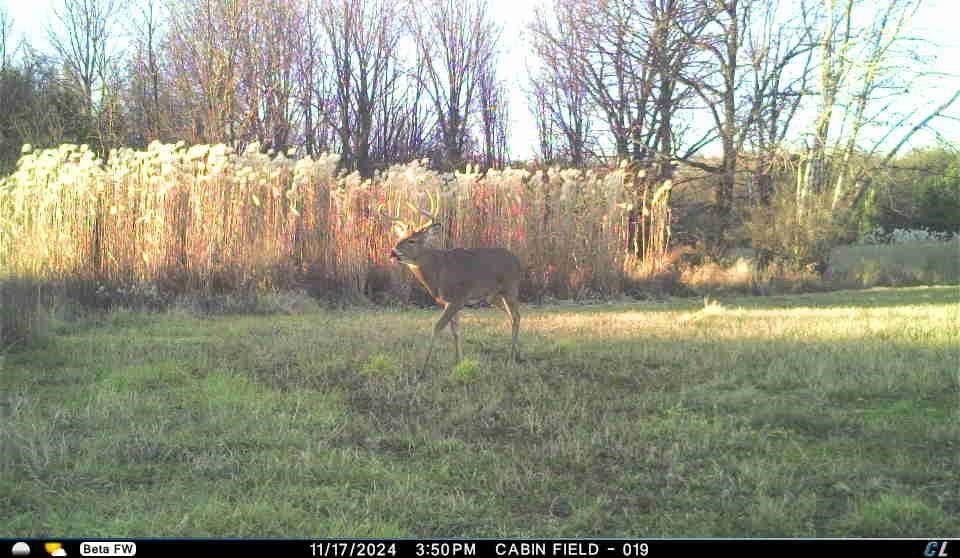 N3353 Comet Road Tigerton, WI 54486 - Photo 56 of 89