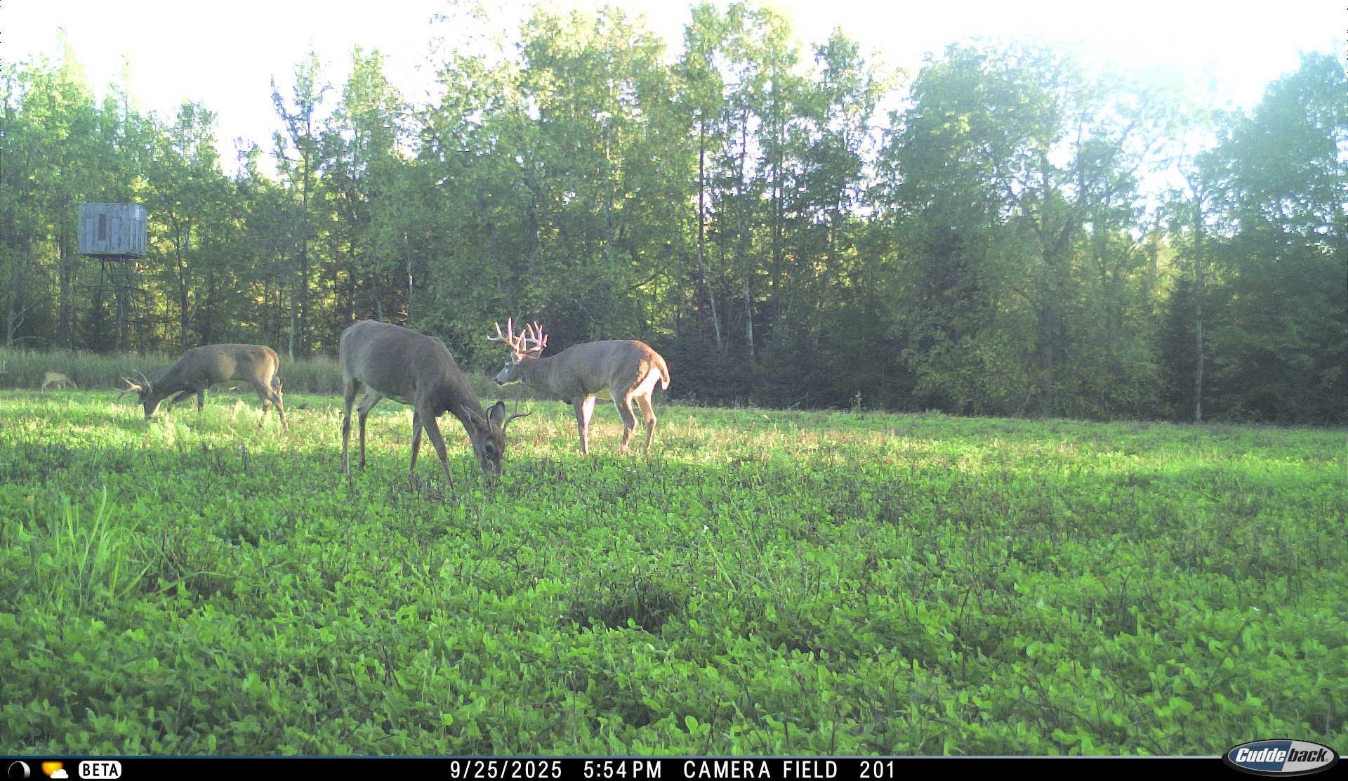 N3353 Comet Road Tigerton, WI 54486 - Photo 58 of 89