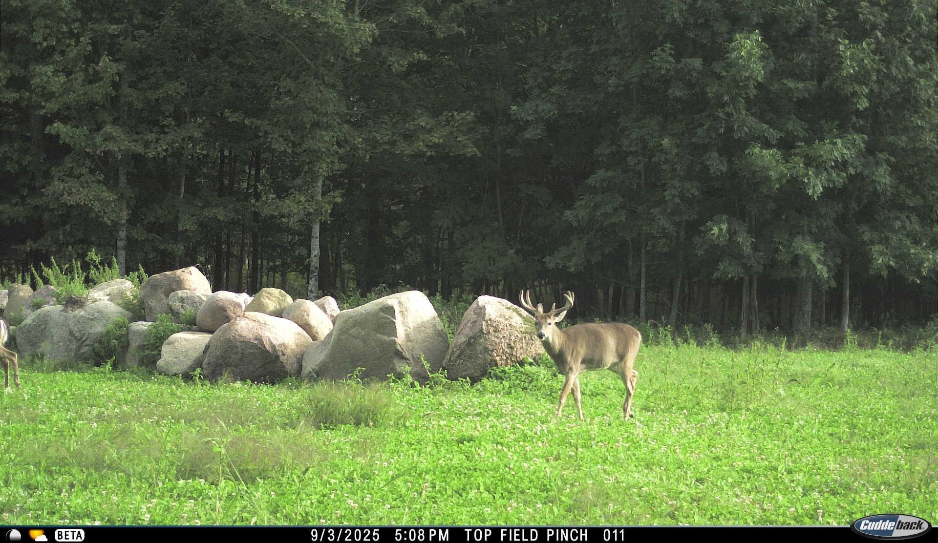 N3353 Comet Road Tigerton, WI 54486 - Photo 61 of 89