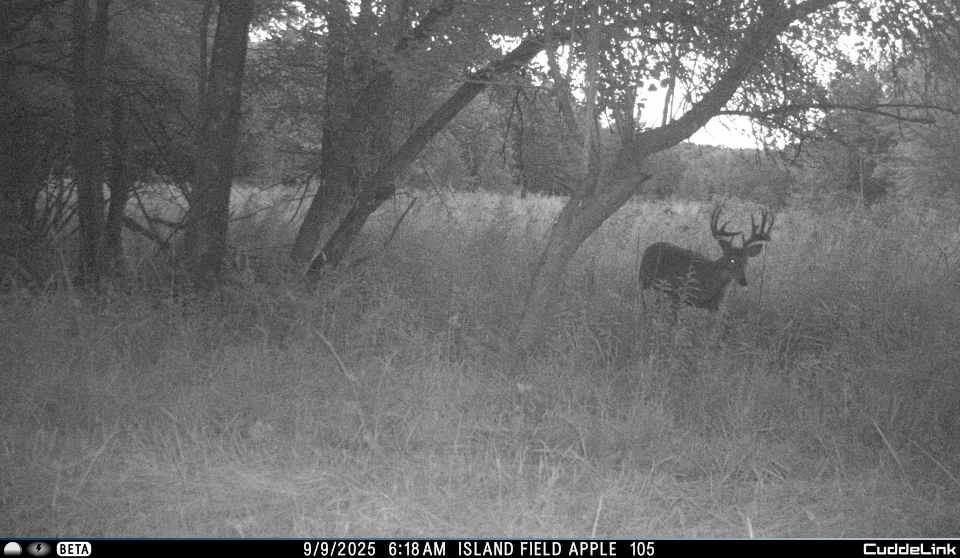 N3353 Comet Road Tigerton, WI 54486 - Photo 62 of 89