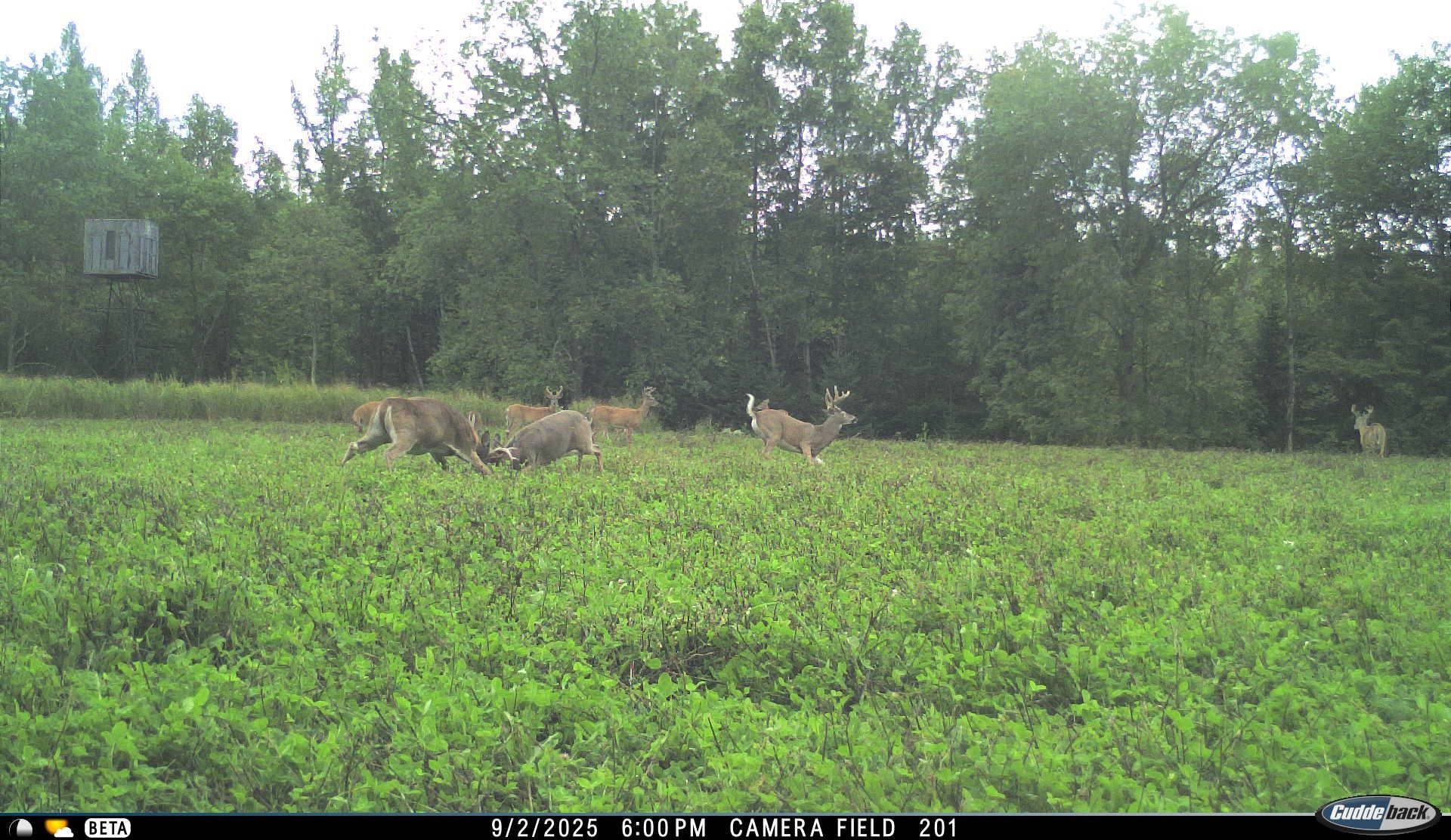 N3353 Comet Road Tigerton, WI 54486 - Photo 66 of 89