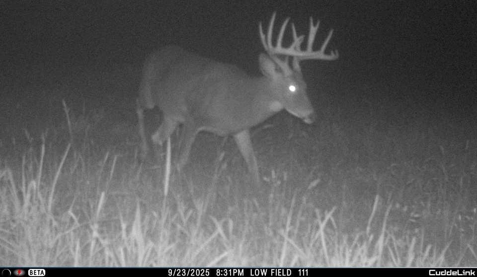 N3353 Comet Road Tigerton, WI 54486 - Photo 67 of 89