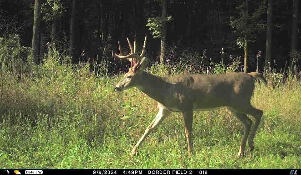 N3353 Comet Road Tigerton, WI 54486 - Photo 68 of 89