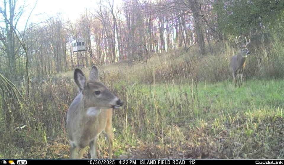 N3353 Comet Road Tigerton, WI 54486 - Photo 74 of 89