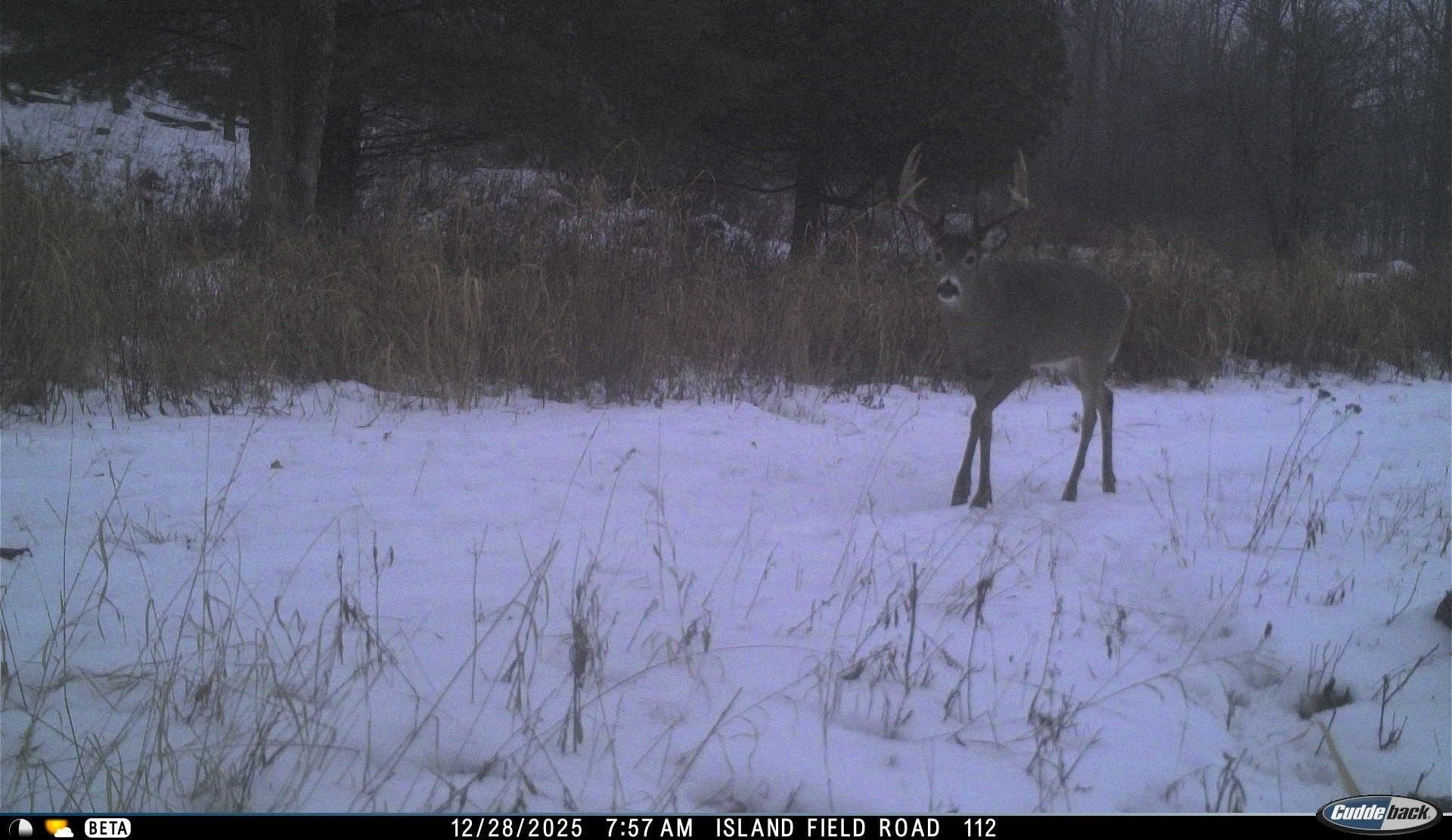 N3353 Comet Road Tigerton, WI 54486 - Photo 75 of 89