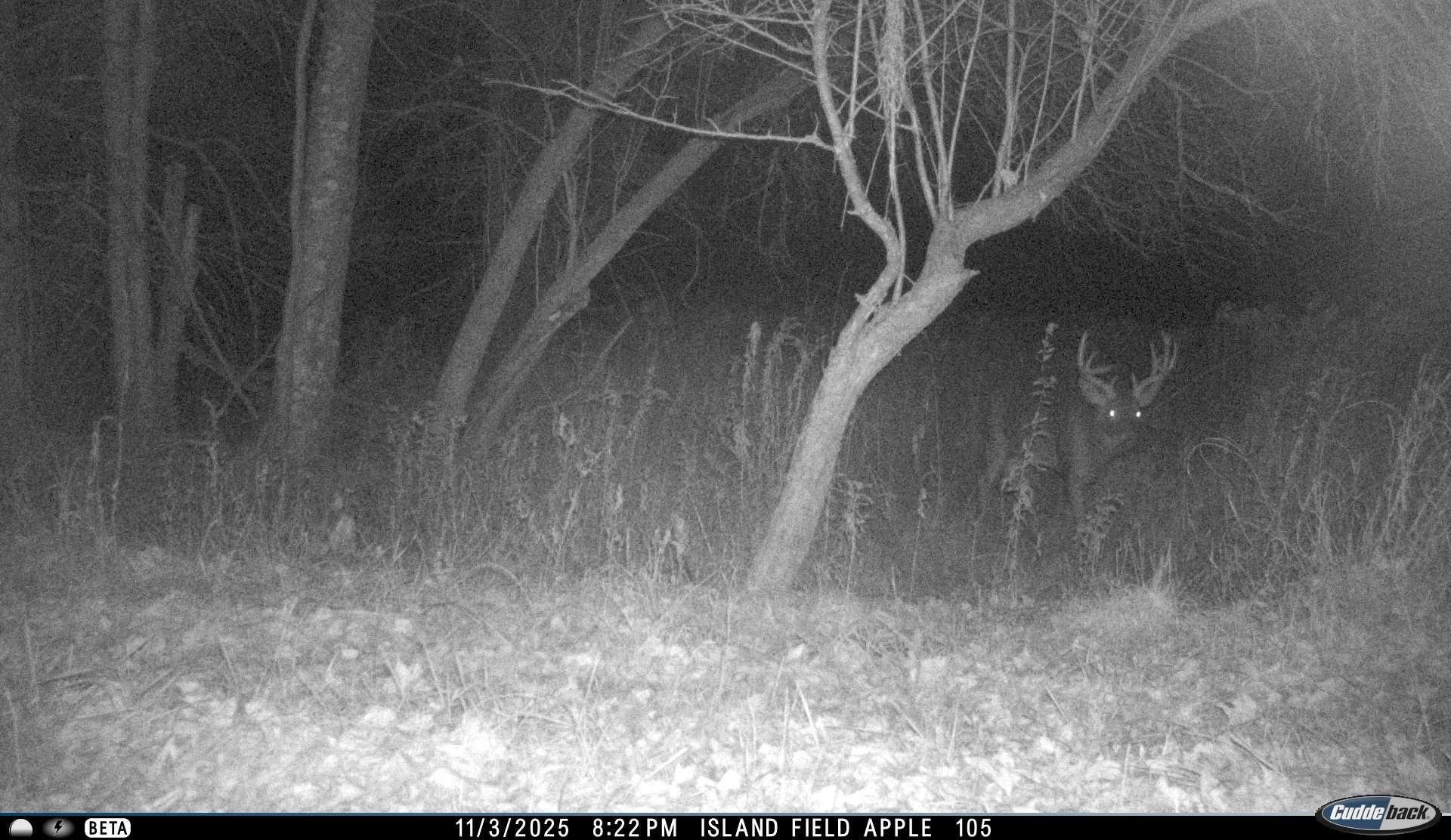 N3353 Comet Road Tigerton, WI 54486 - Photo 77 of 89