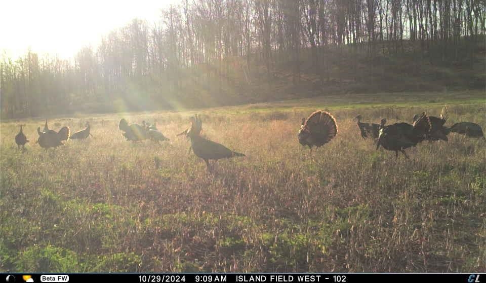 N3353 Comet Road Tigerton, WI 54486 - Photo 80 of 89