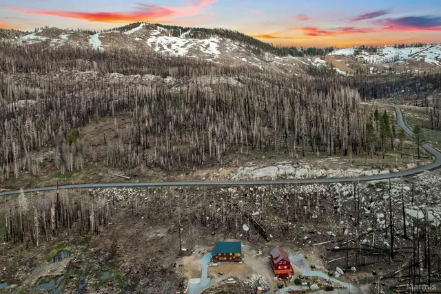 a view of a forest with a mountain