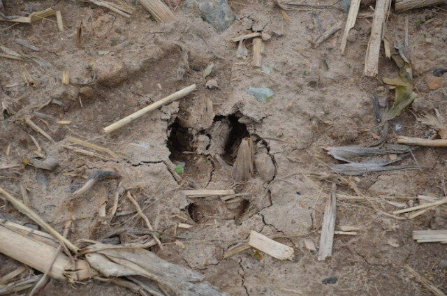 6145 Curtice Road Eaton Rapids, MI 48827 - Photo 3 of 23 DSC_9639