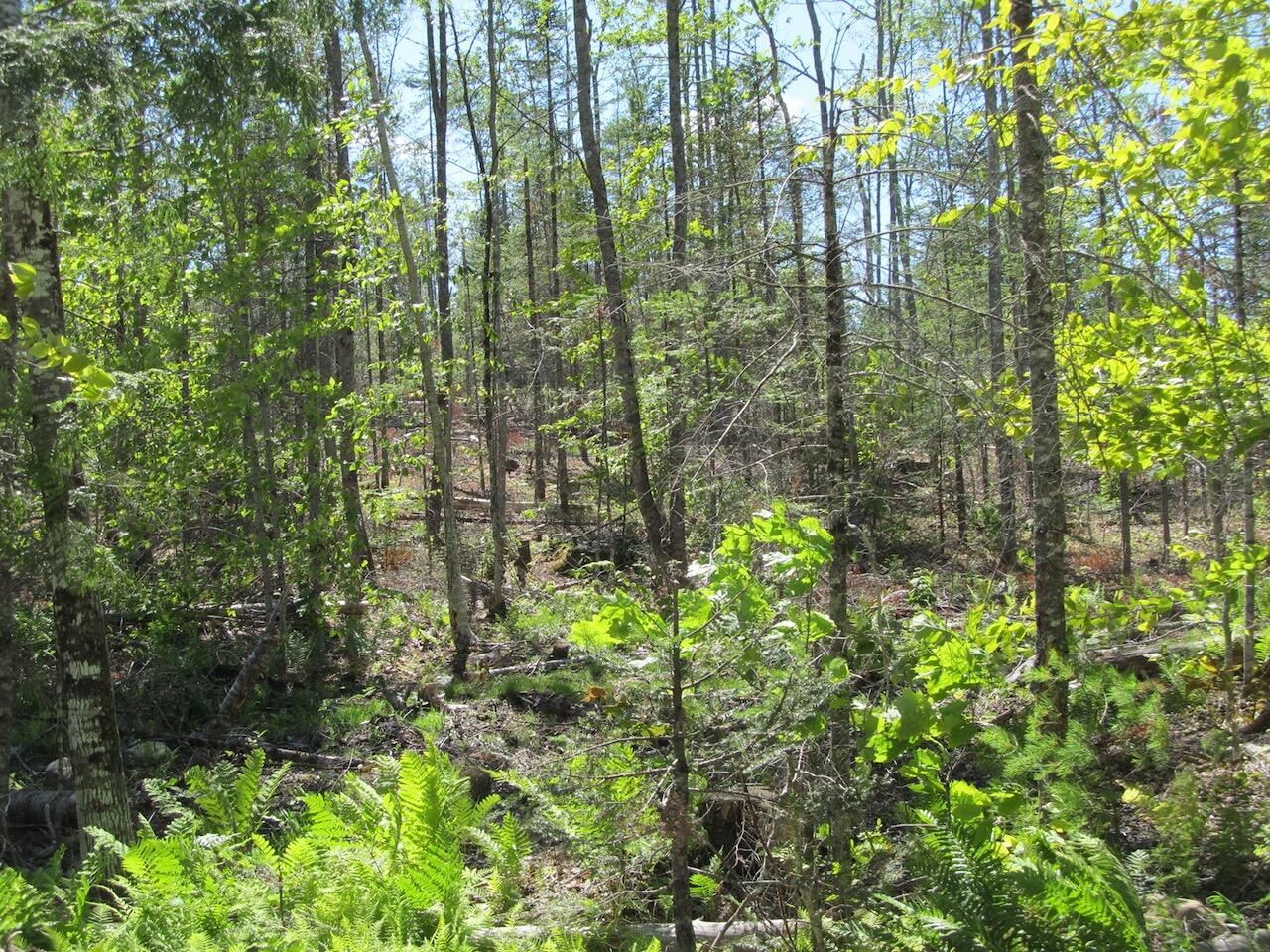 13 Concord Pond Road Bryant Pond, ME 04219 - Photo 4 of 19 IMG_0759