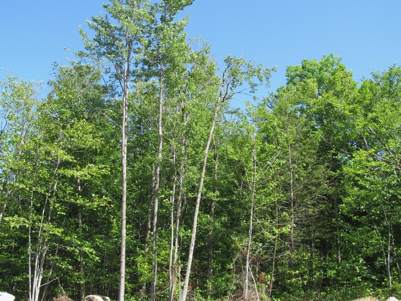 13 Concord Pond Road Bryant Pond, ME 04219 - Photo 5 of 19 IMG_0760