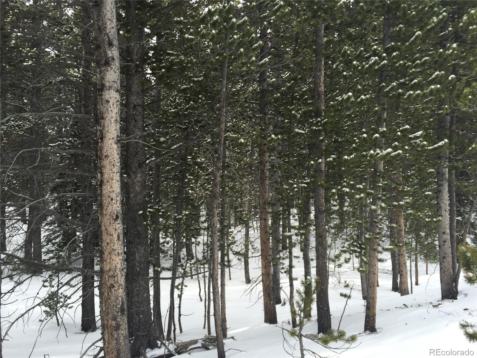 Alice Road Idaho Springs, CO 80452 - Photo 5 of 10 a view of forest