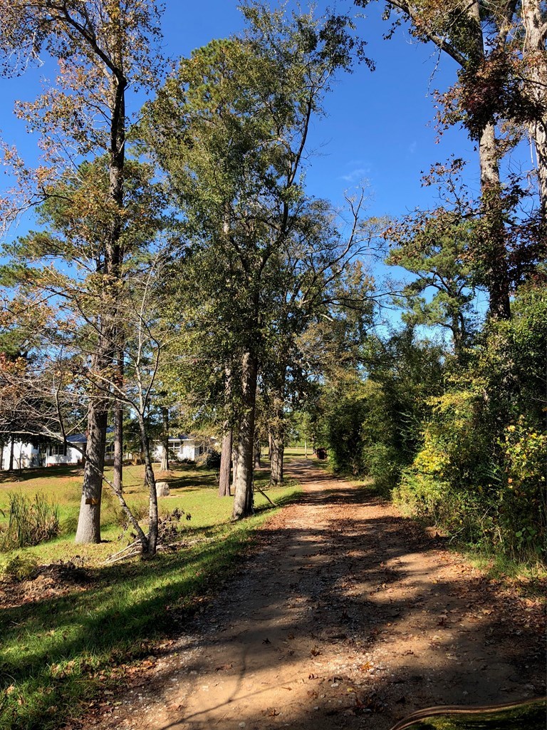 4841 Sandy Point Road Lizella, GA 31052 - Photo 2 of 42 a view of yard with tree