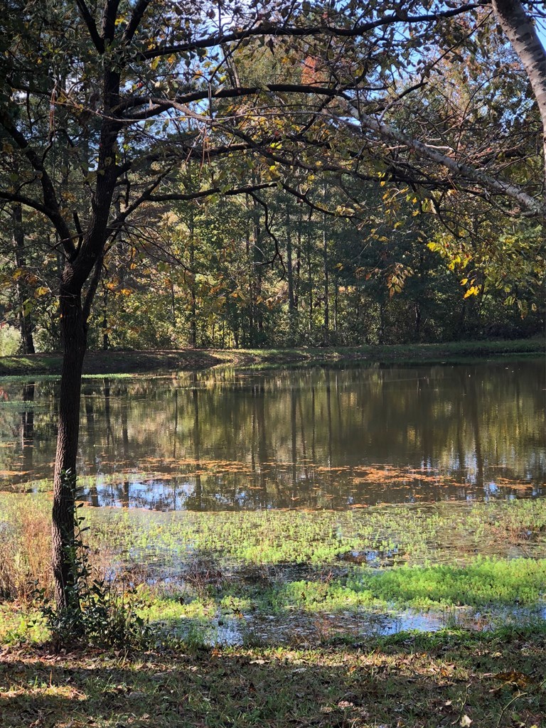 4841 Sandy Point Road Lizella, GA 31052 - Photo 3 of 42 a lake view with a large trees