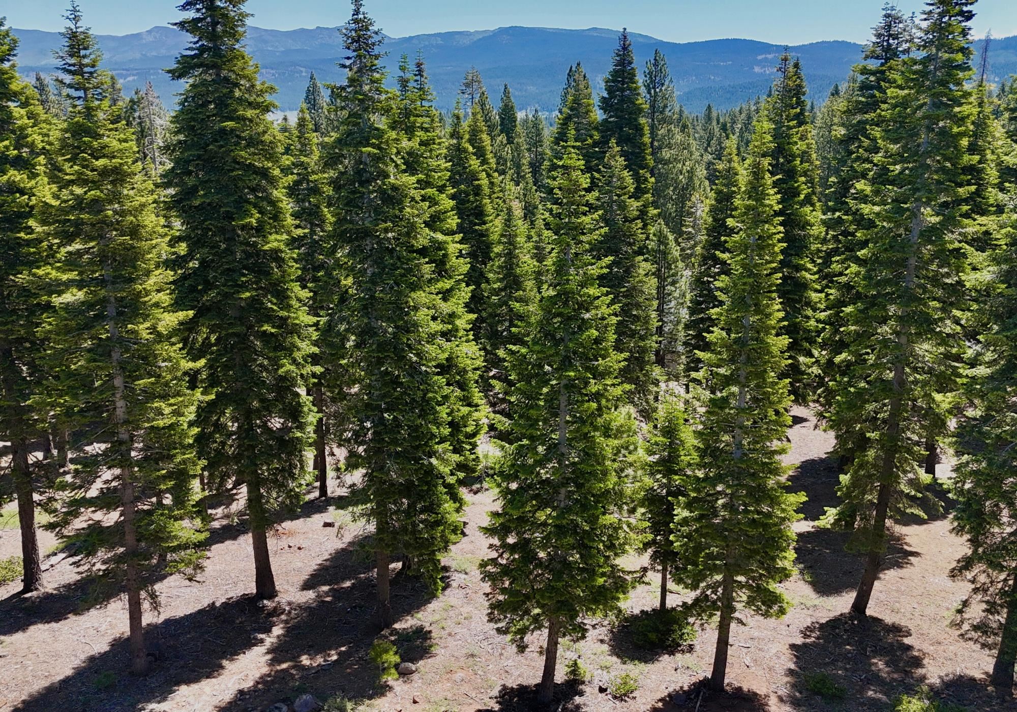 9188 Tarn Circle Truckee, CA 96161 - Photo 4 of 13