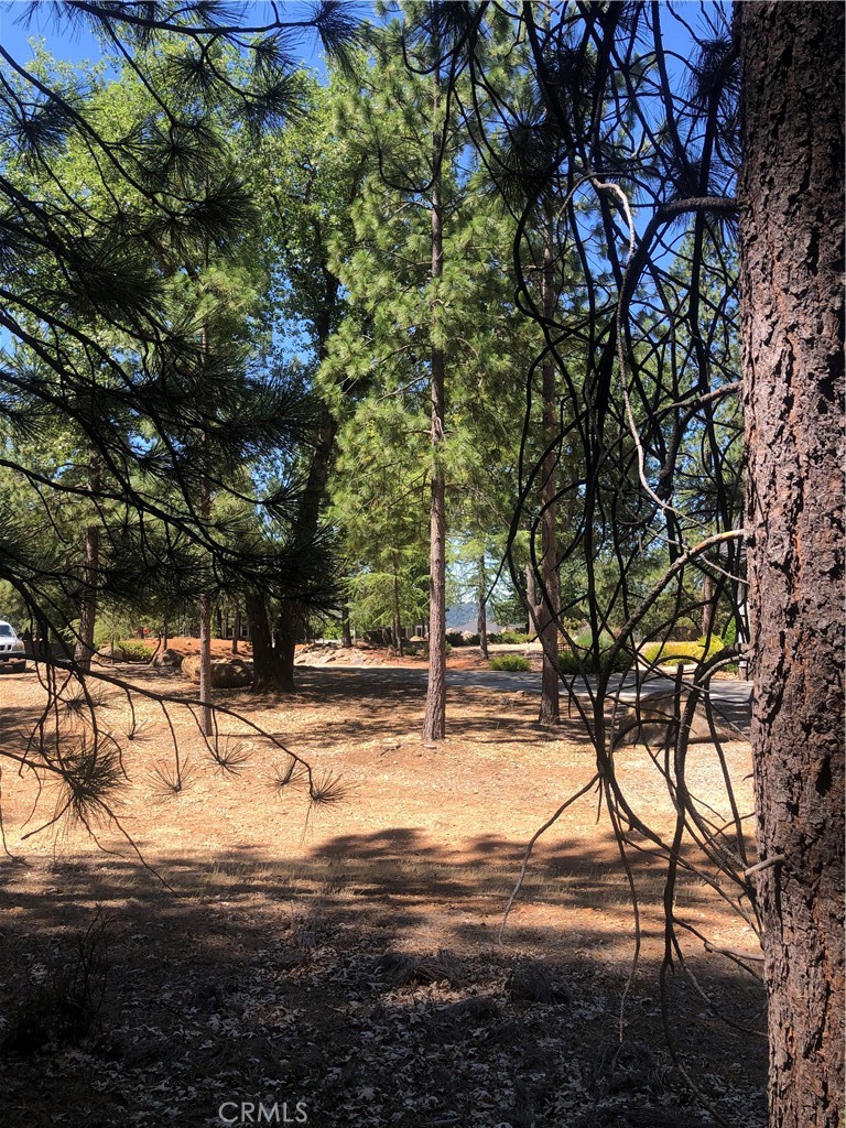 8833 Fox Drive Cobb, CA 95426 - Photo 4 of 10 a view of yard with tree