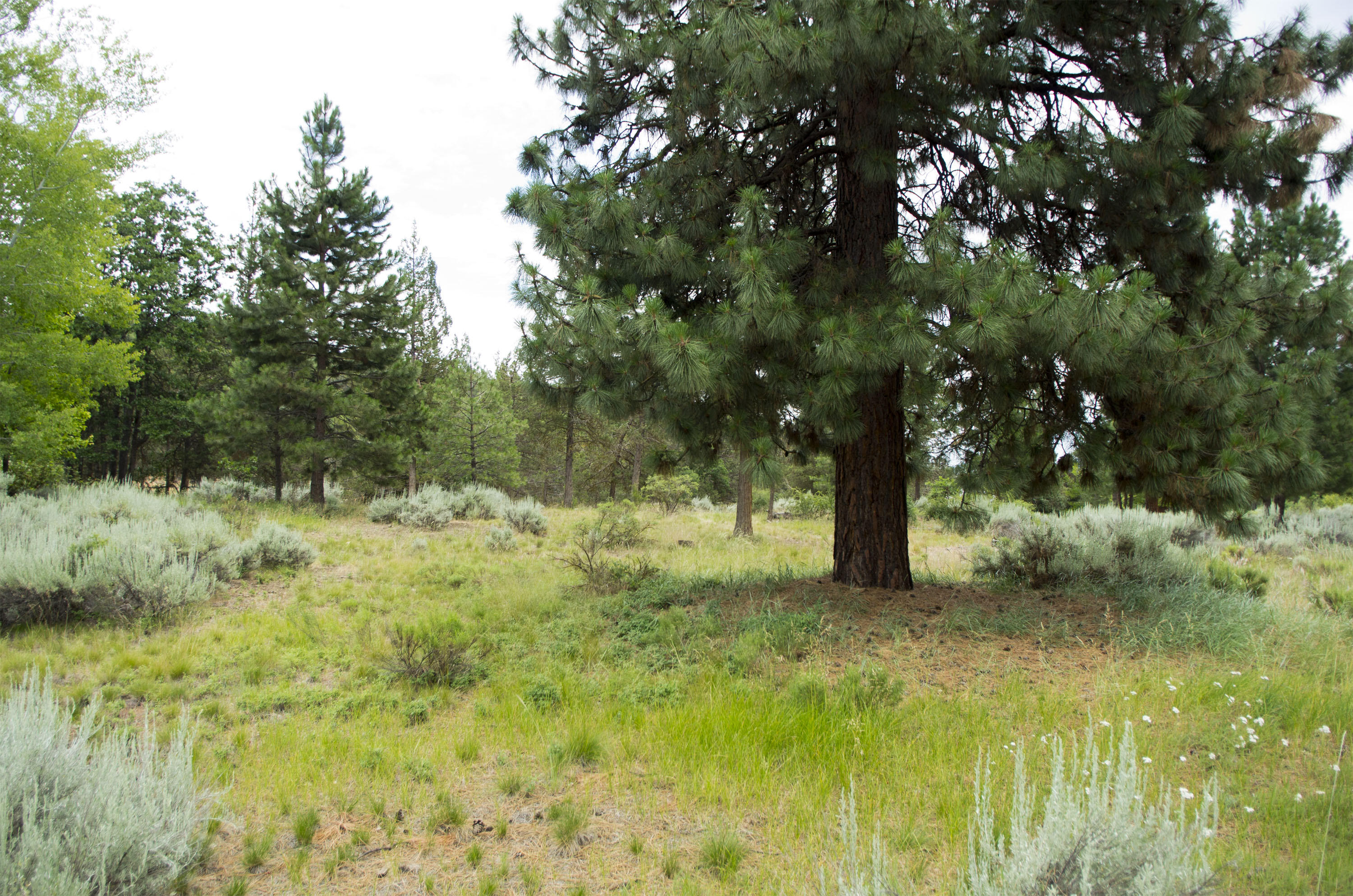 Murrelet Road Klamath Falls, OR 97601 - Photo 8 of 11 Lot08