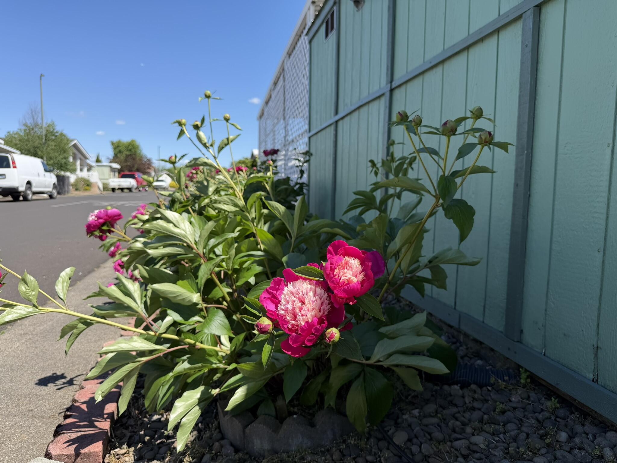 301 Freeman Road, Unit 70 Central Point, OR 97502 - Photo 38 of 39 a flower view