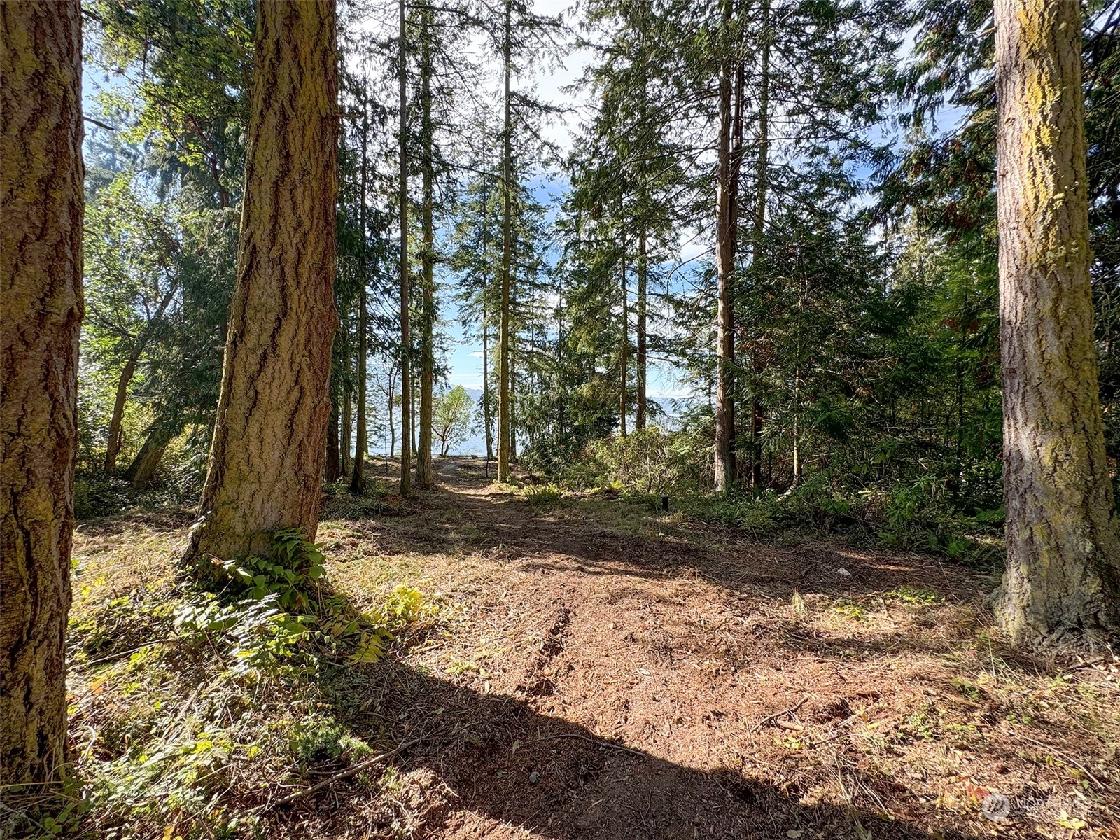 795 East Sequim Bay Road Sequim, WA 98382 - Photo 12 of 36 a view of a tree in the middle of a yard
