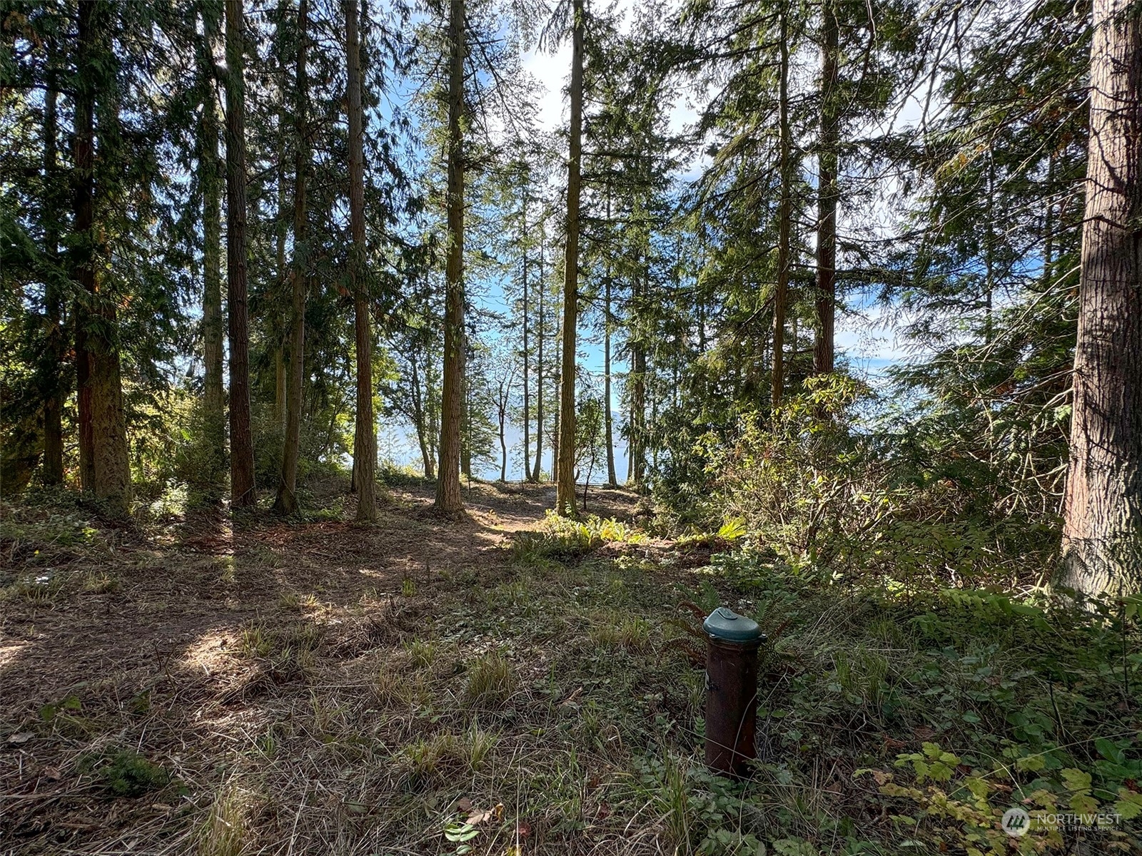 795 East Sequim Bay Road Sequim, WA 98382 - Photo 13 of 36 a view of a forest with trees