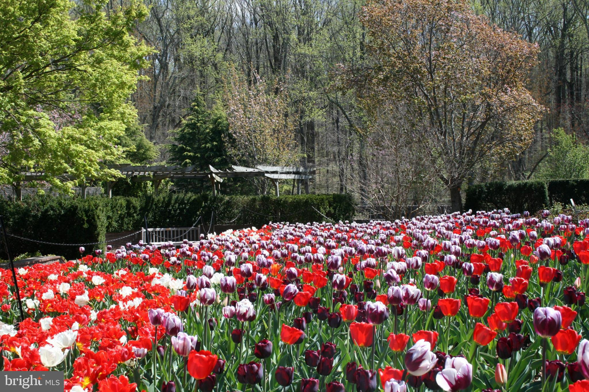 13421 Redspire Drive Silver Spring, MD 20906 - Photo 60 of 67 Brookside Gardens in the Spring