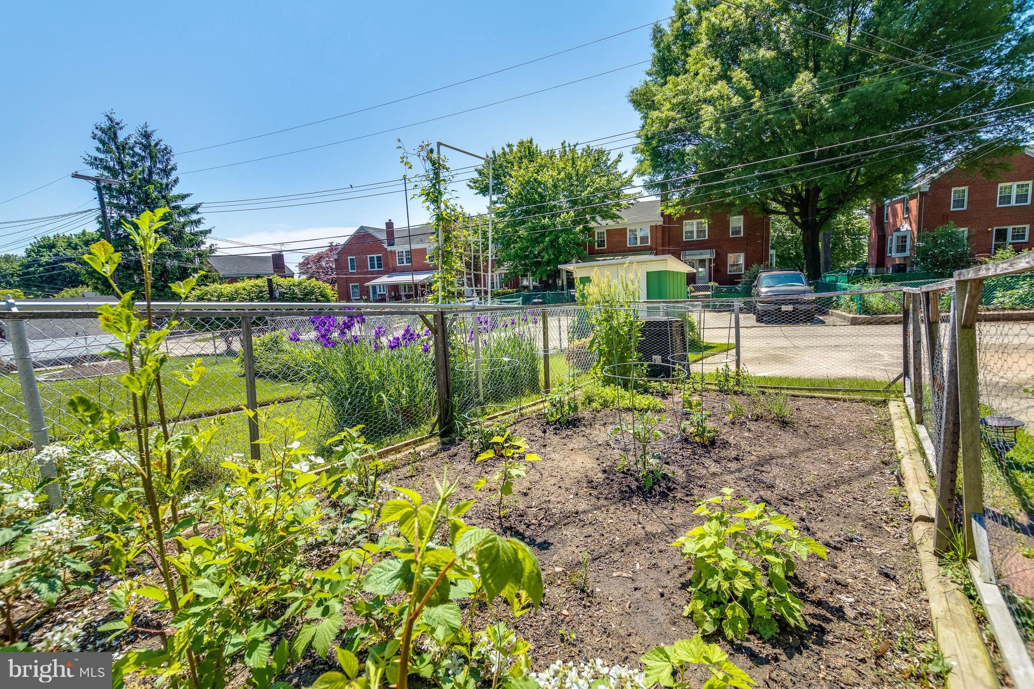 1515 Dellsway Road Baltimore, MD 21286 - Photo 27 of 29 Tomatoes will be ready when you move in!