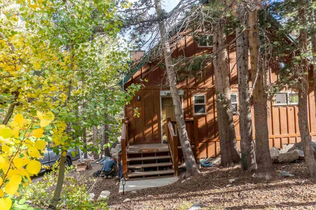 a view of a yard with plants and large trees