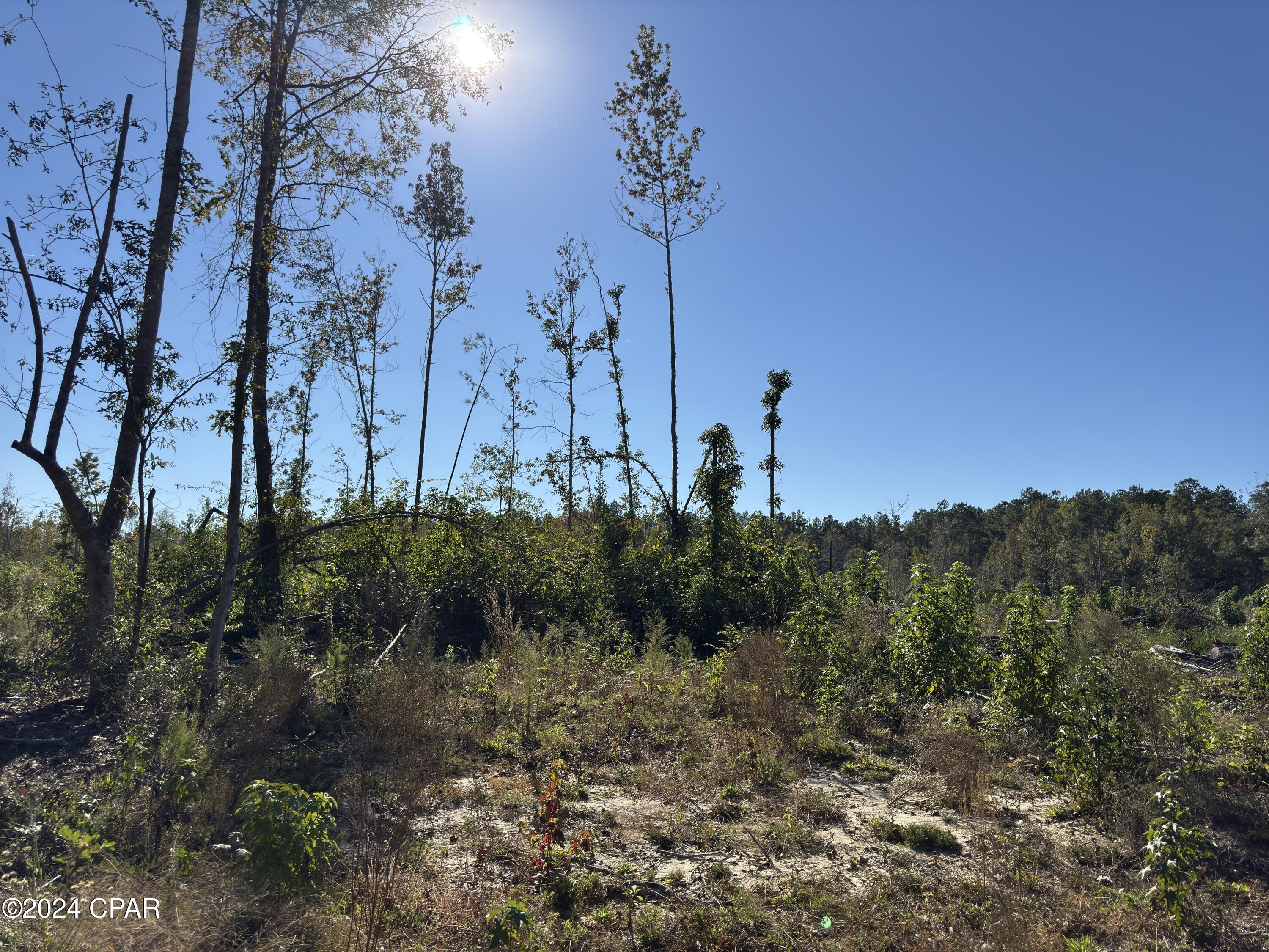 0 Oak Grove Road Bascom, FL 32423 - Photo 3 of 6