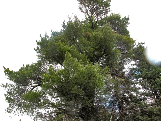 $550,000 | Lot 2 Fullerton Road, Grand Marais, MN 55604