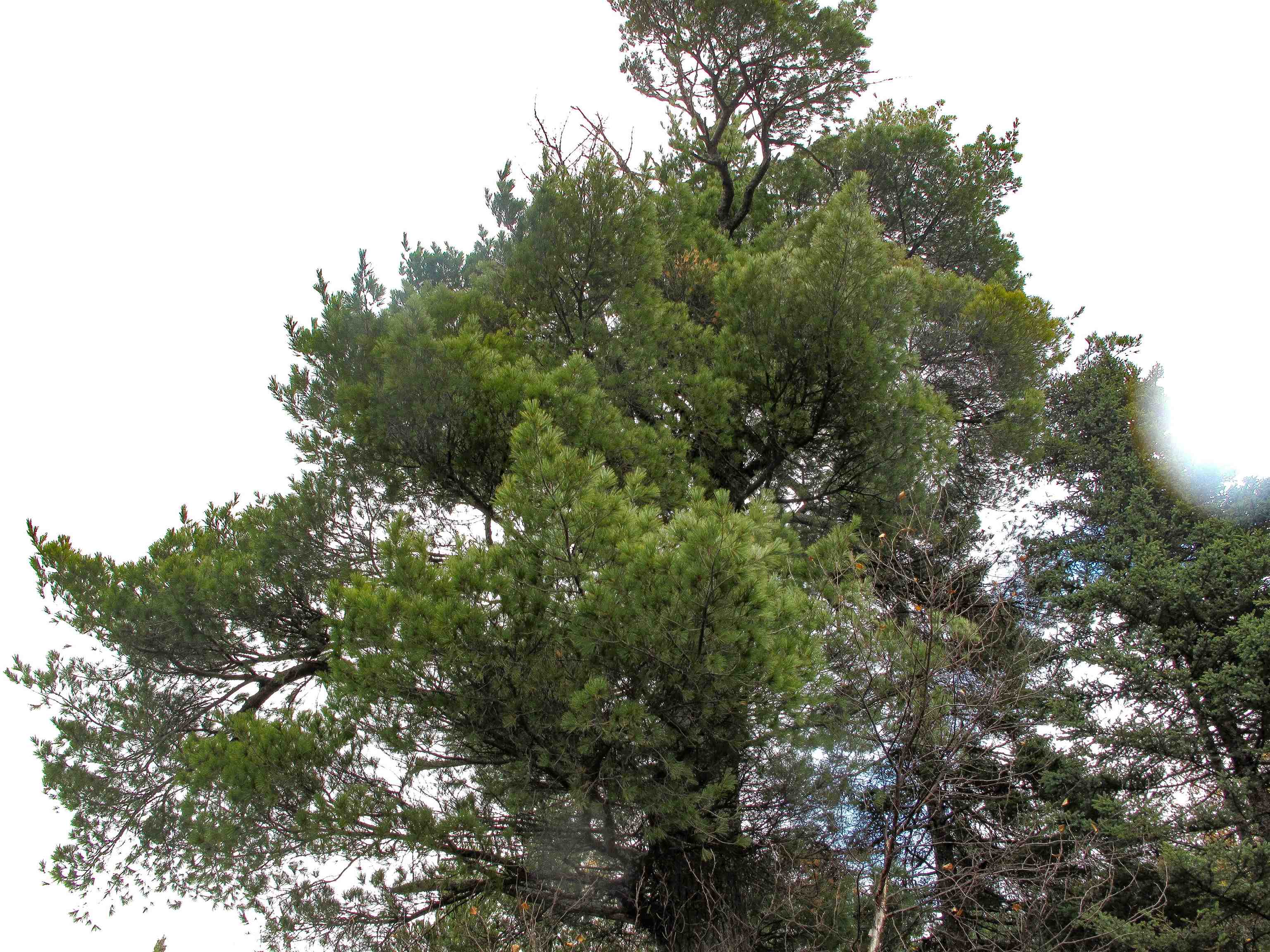 Lot 2 Fullerton Road Grand Marais, MN 55604 - Photo 11 of 37