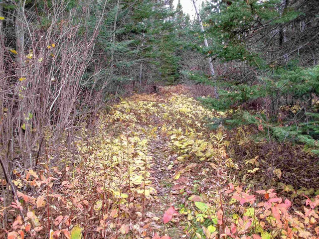 $550,000 | Lot 2 Fullerton Road, Grand Marais, MN 55604