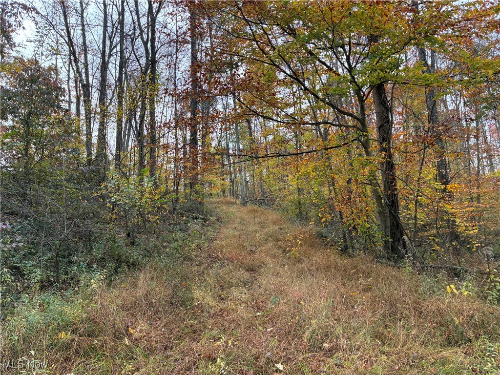 4277 Twin Sisters Road Cambridge, OH 43725 - Photo 12 of 27 View of path through the woods