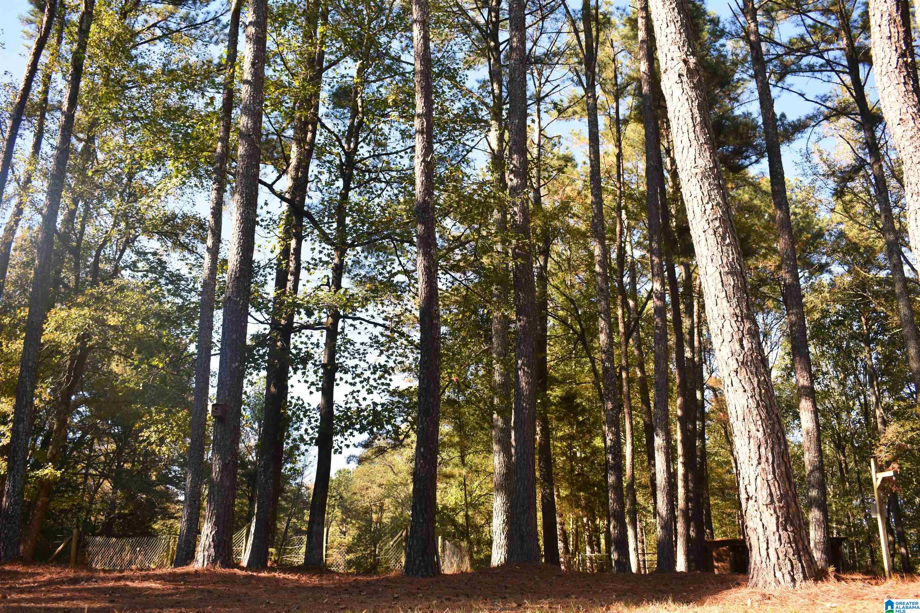 90 Chaley Springs Road Warrior, AL 35180 - Photo 19 of 23