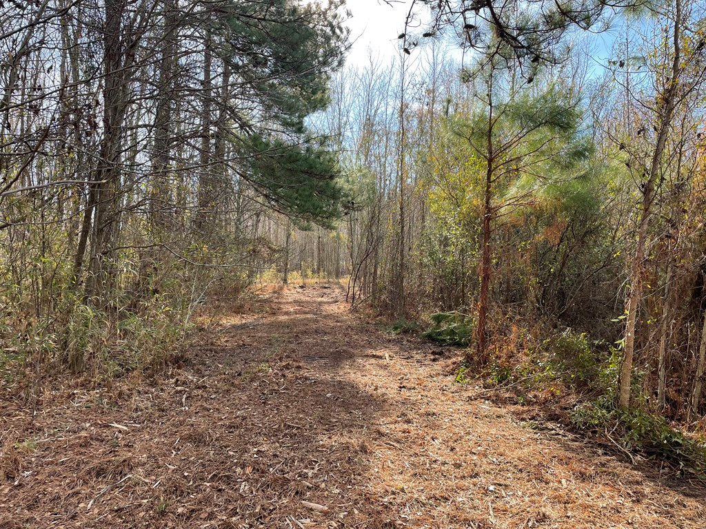 Tbt Douglas Swamp Road Lynchburg, SC 29080 - Photo 8 of 18 Gallery Image 8
