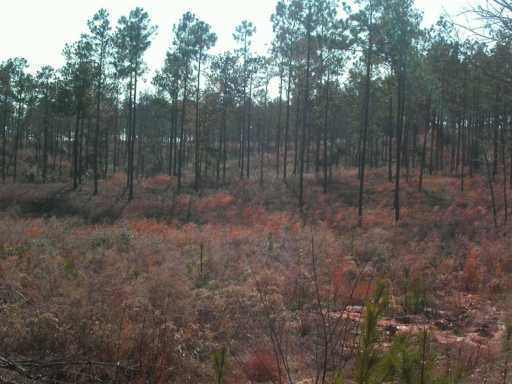 Lot #16 Lot Mitchell Road, Unit 16 Leakesville, MS 39451 - Photo 5 of 6 Additional Photo