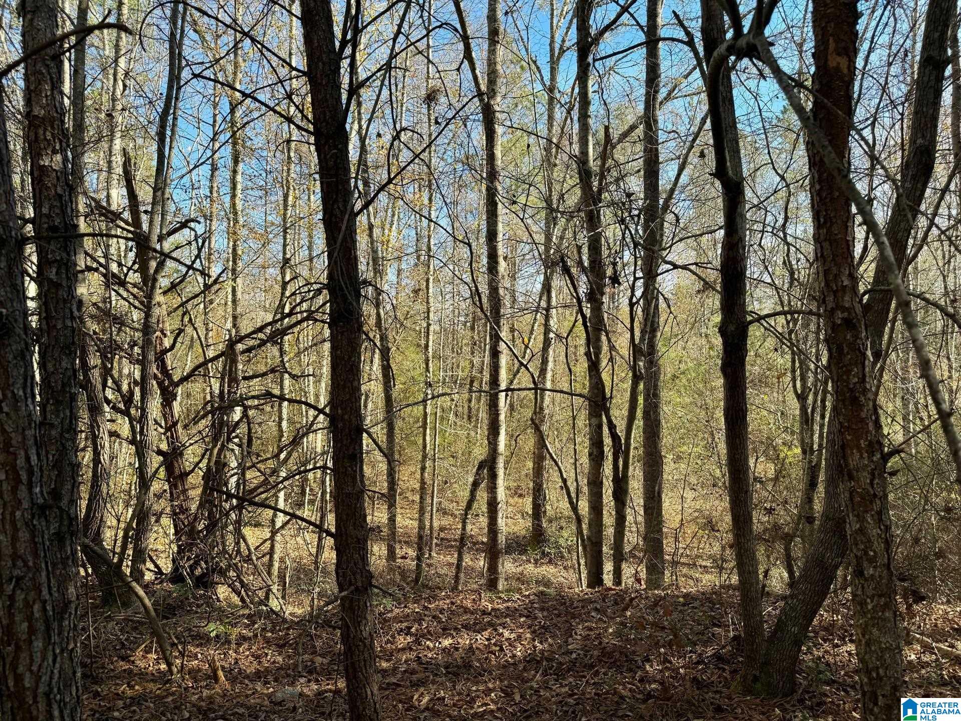 7 County Road Wedowee, AL 36278 - Photo 5 of 9