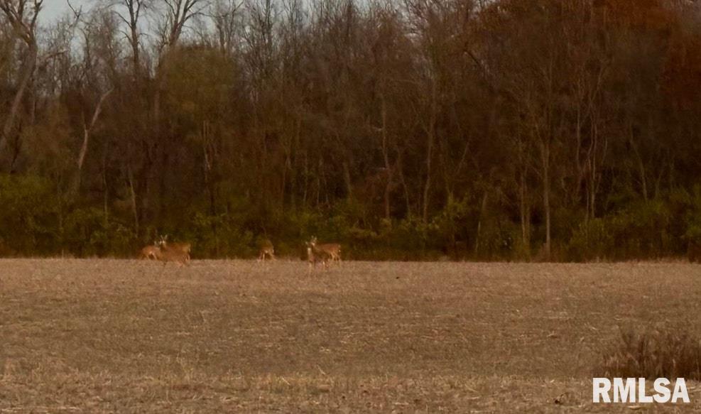 26773 North Copperas Creek Road Canton, IL 61520 - Photo 66 of 69