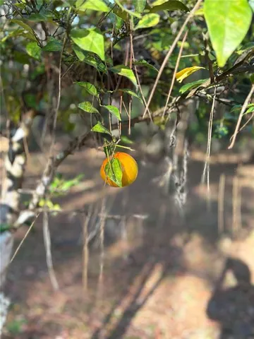 a view of a tree with a yard
