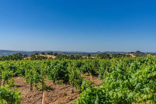 a view of a large body of water with lots of bushes