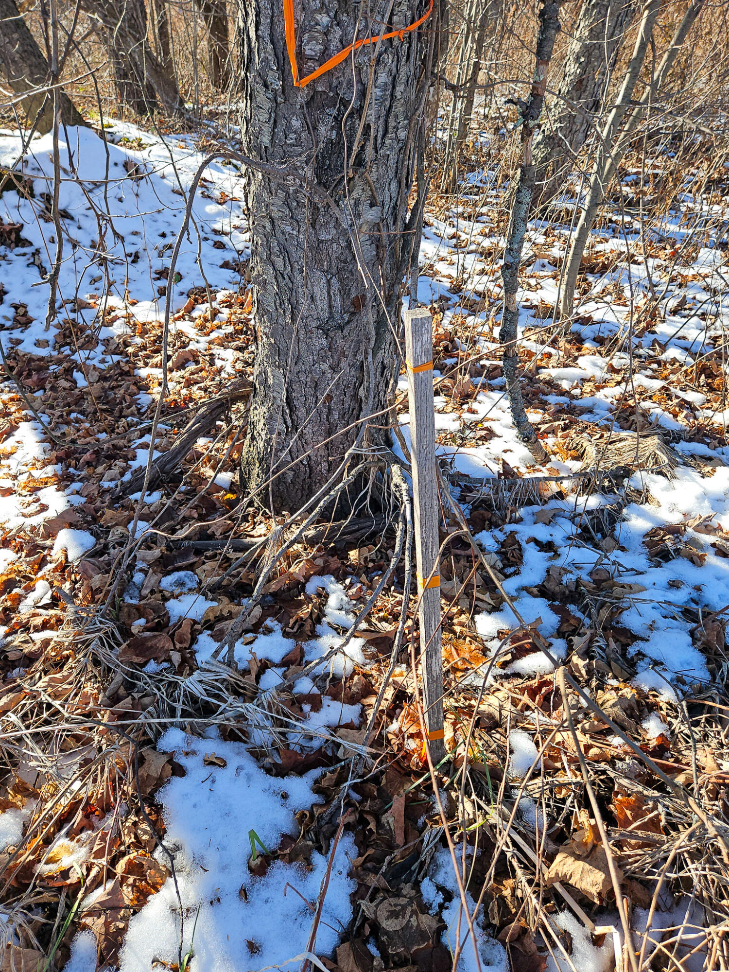 6 Weld Road Wilton, ME 04294 - Photo 24 of 28 20251120_125149-2