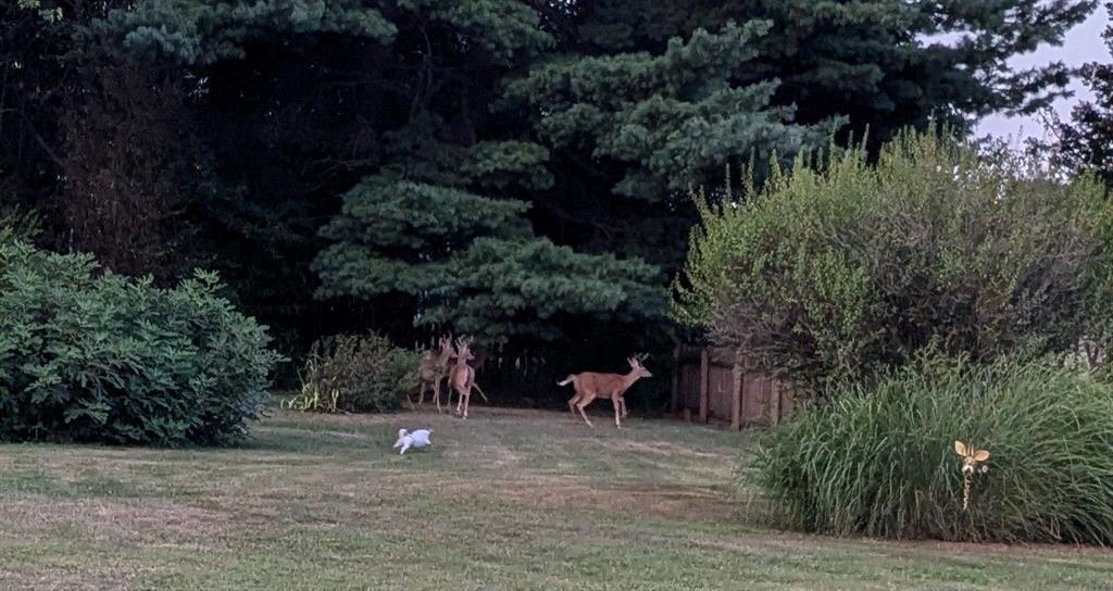 128 Reed Street Lower Burrell, PA 15068 - Photo 27 of 31 Wildlife view in the back yard.