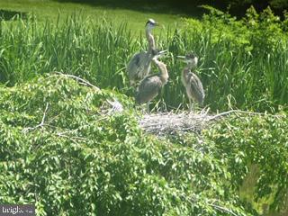 1910 Merrifields Drive Silver Spring, MD 20906 - Photo 43 of 47 Heron in the summer - wonderful bird watching