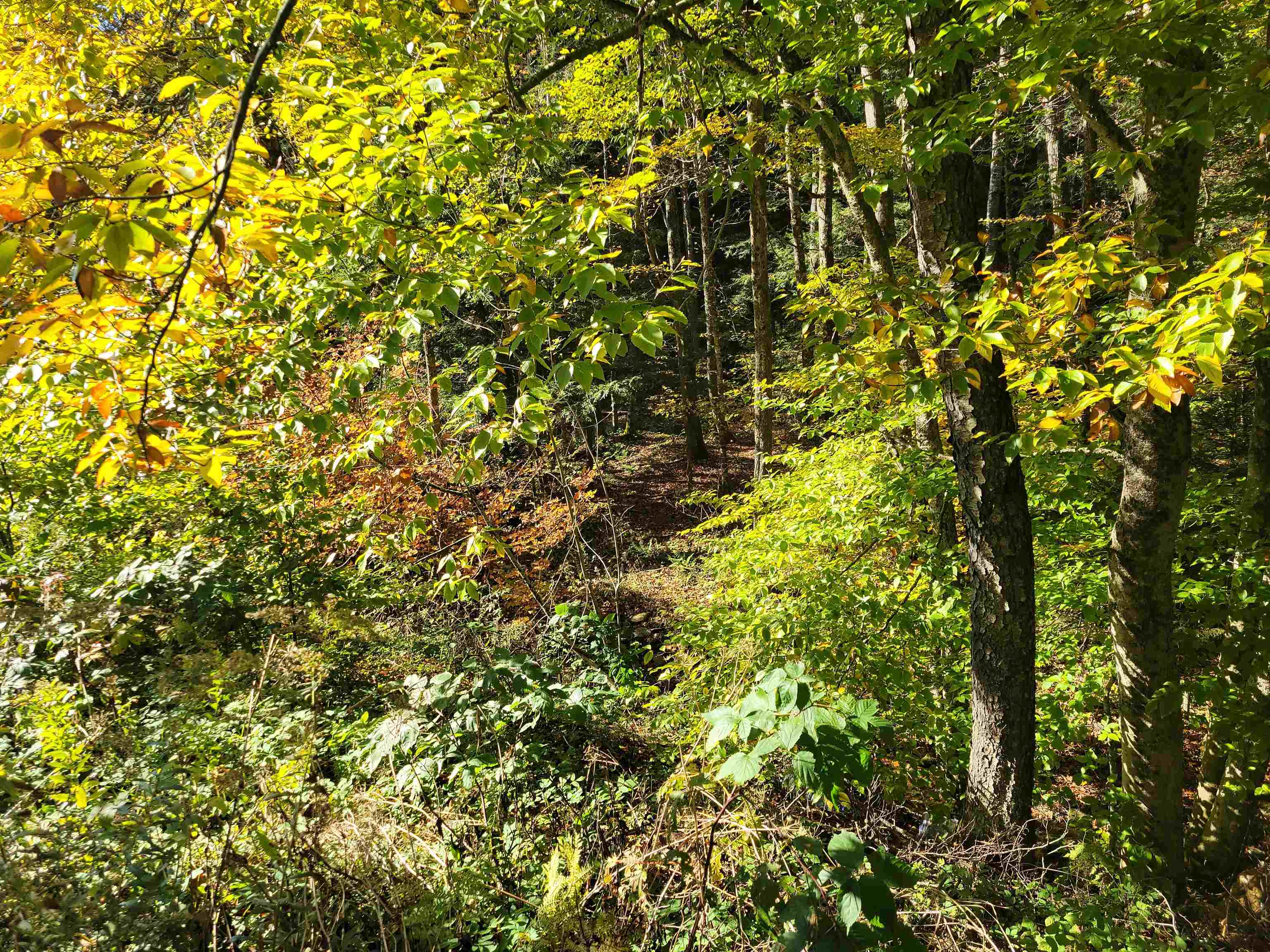 1711 Green Hill Road Danby, VT 05761 - Photo 25 of 27 Gallery Image 25