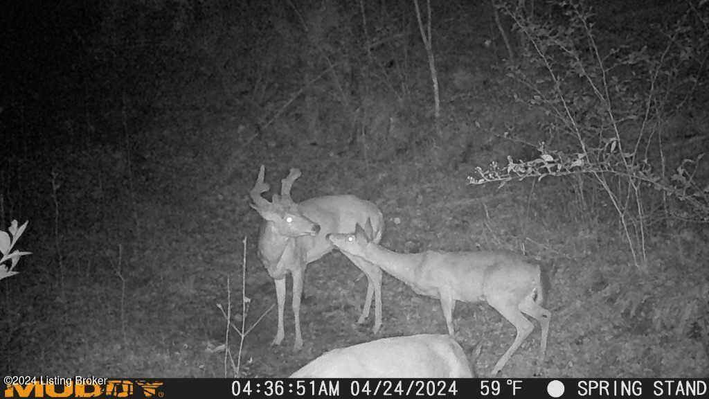0 Beaver Dam Road Lost Creek, KY 41348 - Photo 16 of 35 IMG_0499