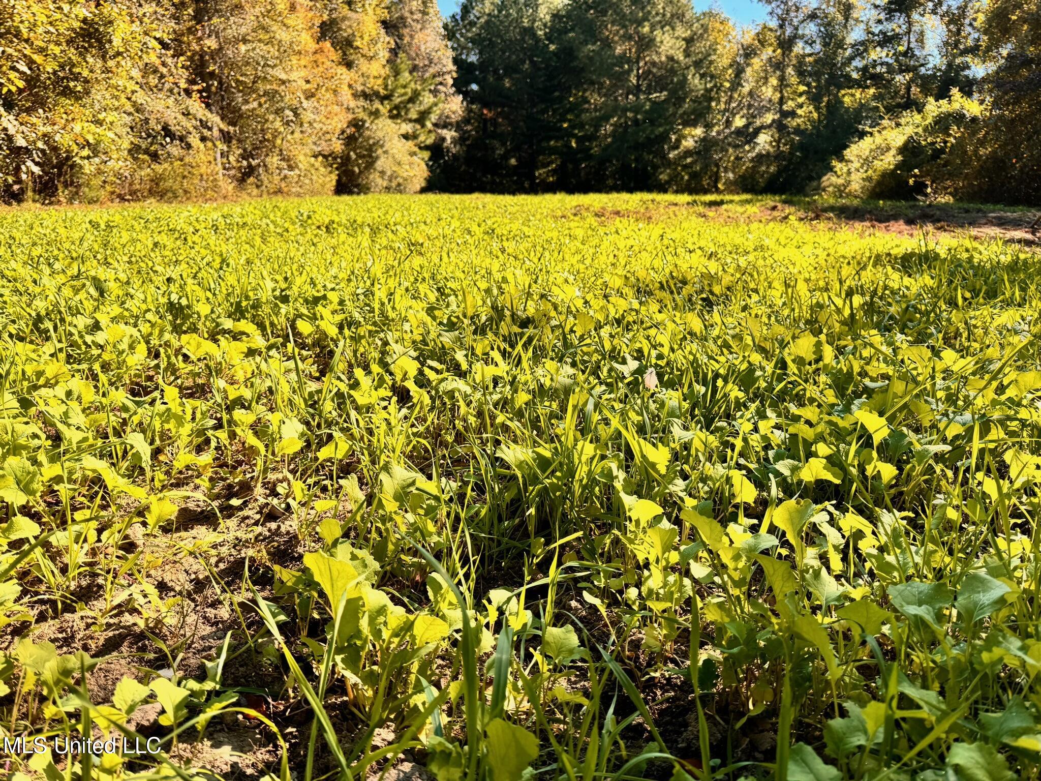 24 Co Road Enterprise, MS 39330 - Photo 28 of 89 IMG_6104