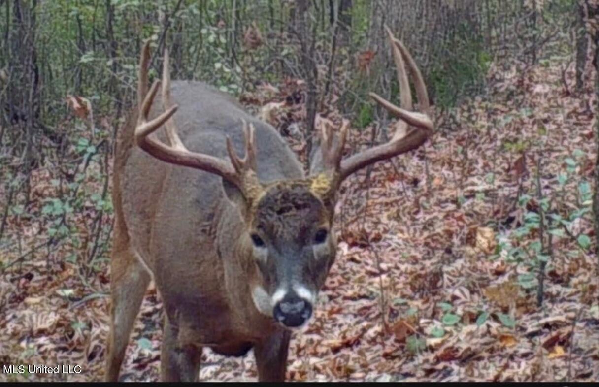 24 Co Road Enterprise, MS 39330 - Photo 32 of 89 IMG_2704