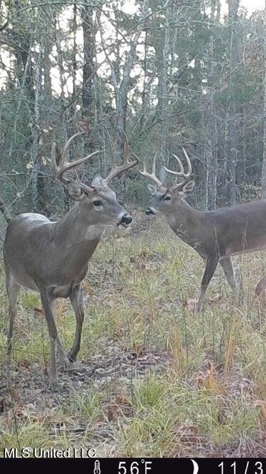 24 Co Road Enterprise, MS 39330 - Photo 33 of 89 IMG_0625