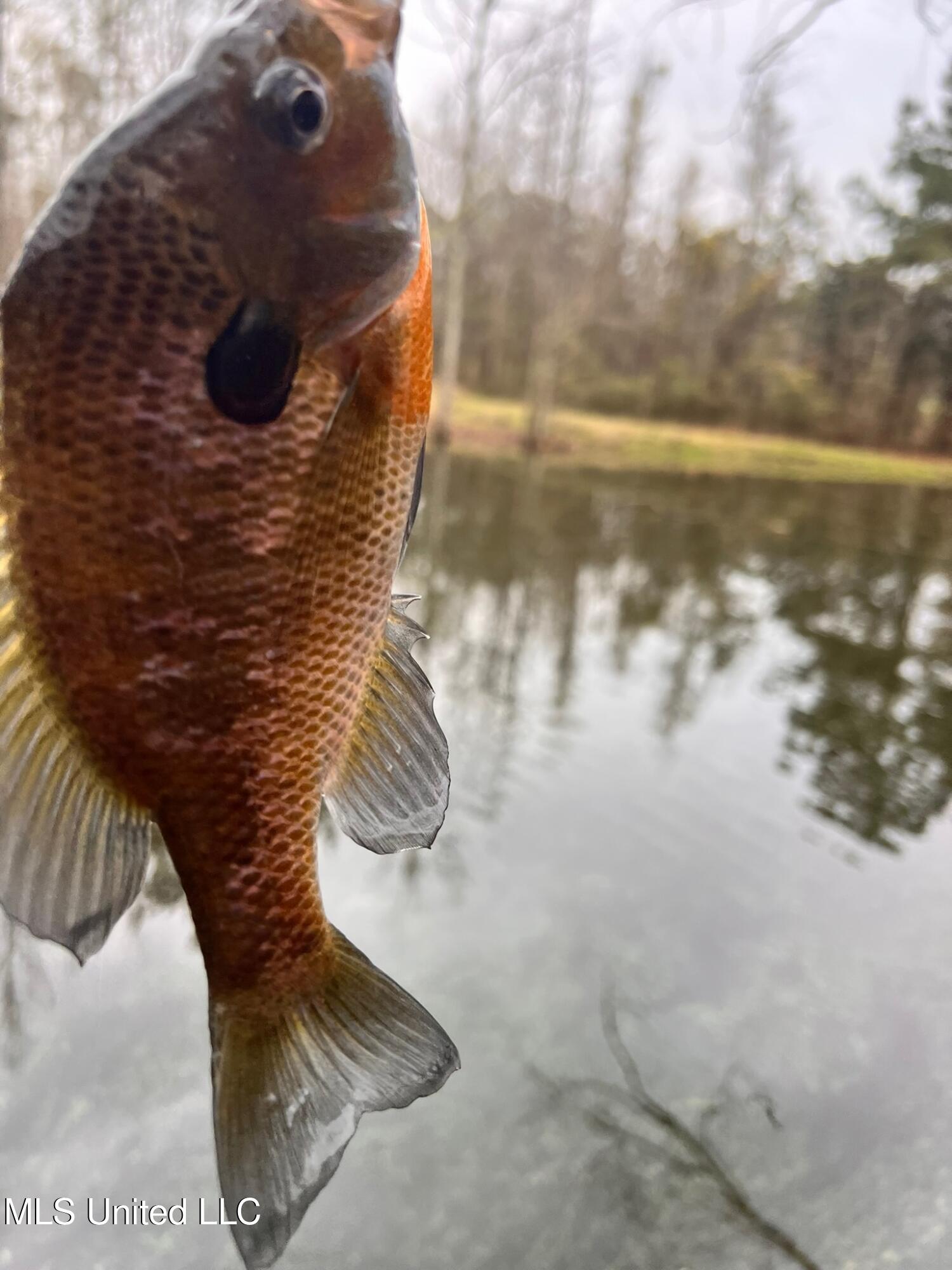 24 Co Road Enterprise, MS 39330 - Photo 51 of 89 IMG_3069